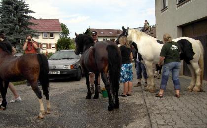 Die Pferdewäsche im Bach in Münchweier!