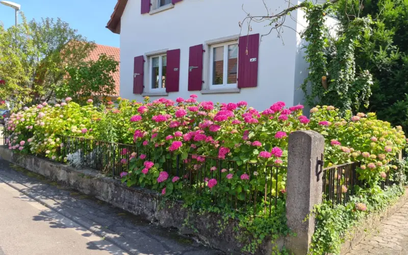 Hausfassade mit violetten Fensterläden und blühenden Hortensien davor