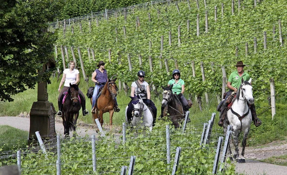 Reitergruppe auf einem Weg durch die Weinberge
