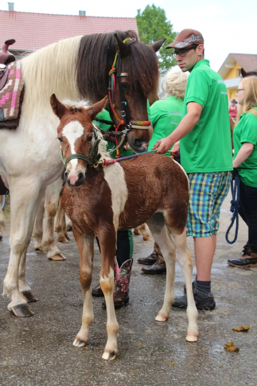 Rossschwemme 2016 – Foto 22
